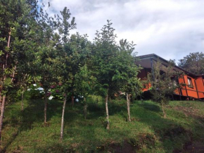 Bosque Arrayan